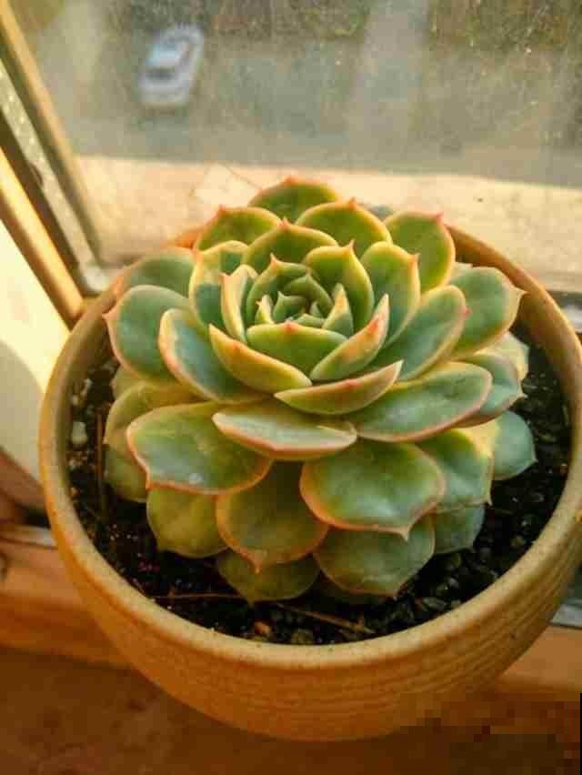 人生2大幸事：女儿和多肉，简直人生赢家