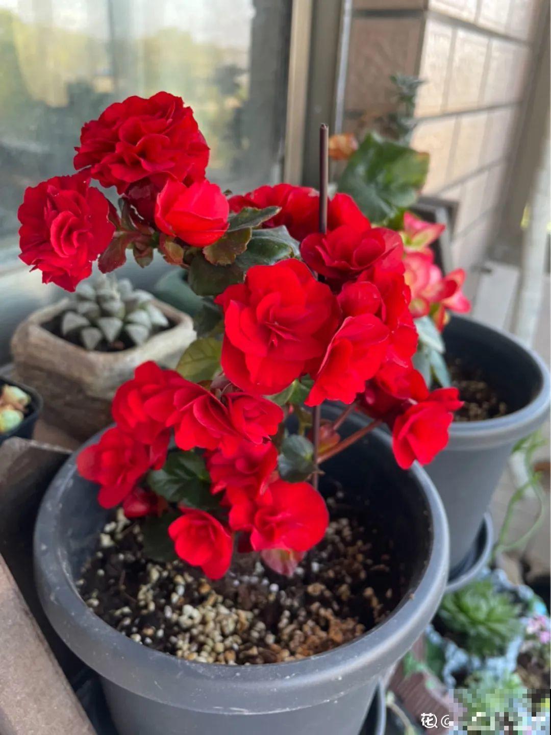 10种花冬天要施肥,不然不开花,而且活不过一年 10种花冬天要施肥,不然不开花,而且活不过一年