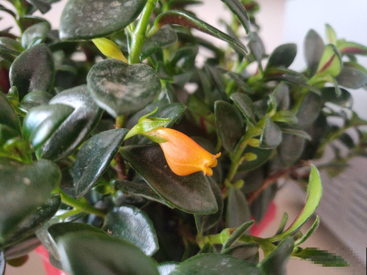 5种“吊兰”,名字和长相大不同,你能说出几种 5种“吊兰”,名字和长相大不同,你能说出几种