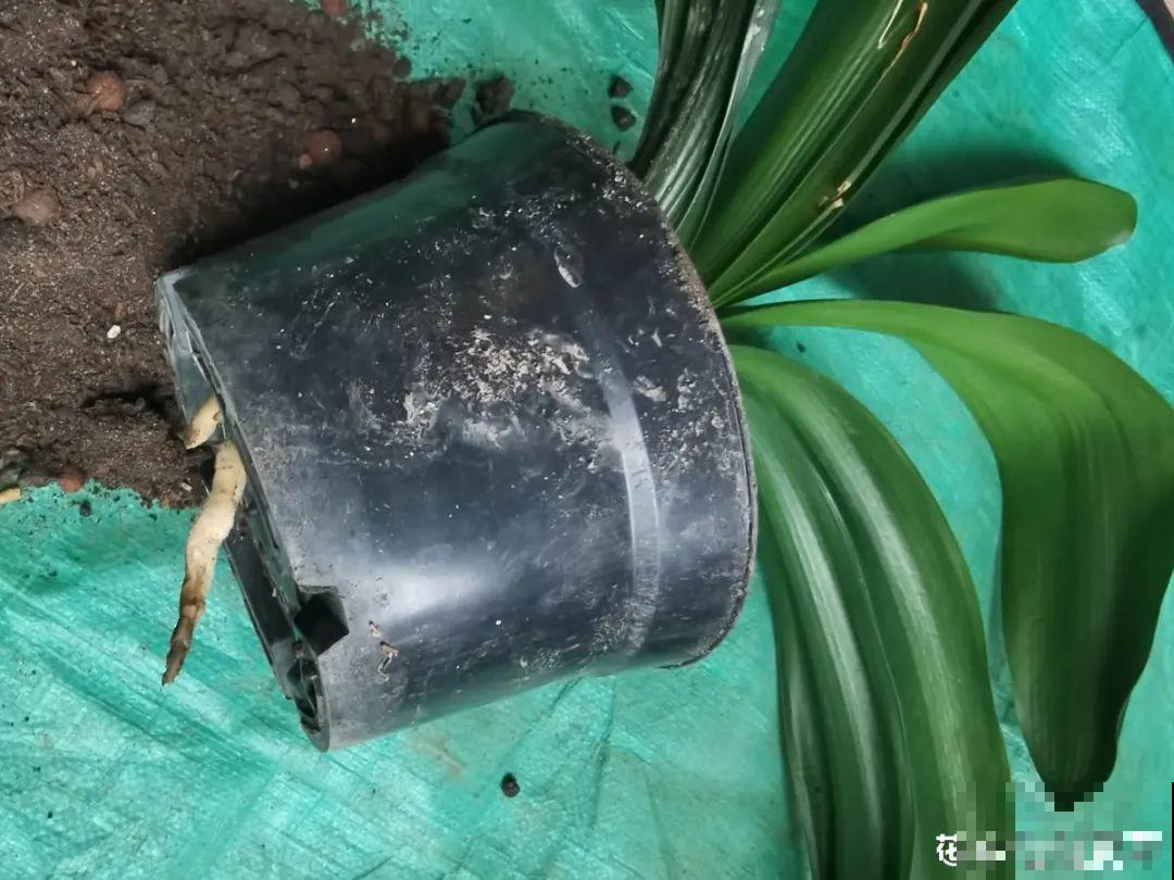 养君子兰就得学会6要点，叶子绿油亮，开花多又大