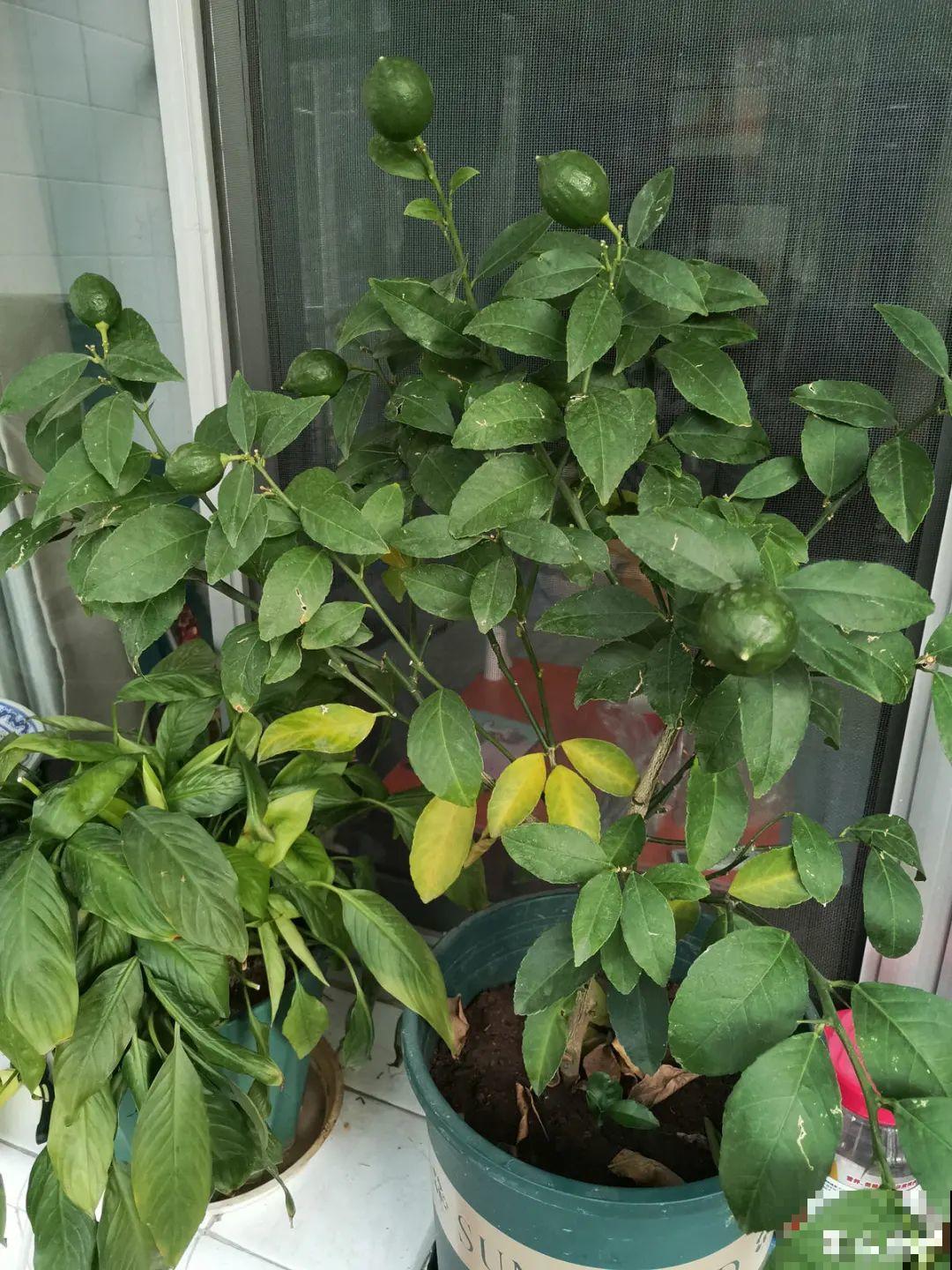 秋天在家养盆“香香花”，满屋子香味，还特耐寒