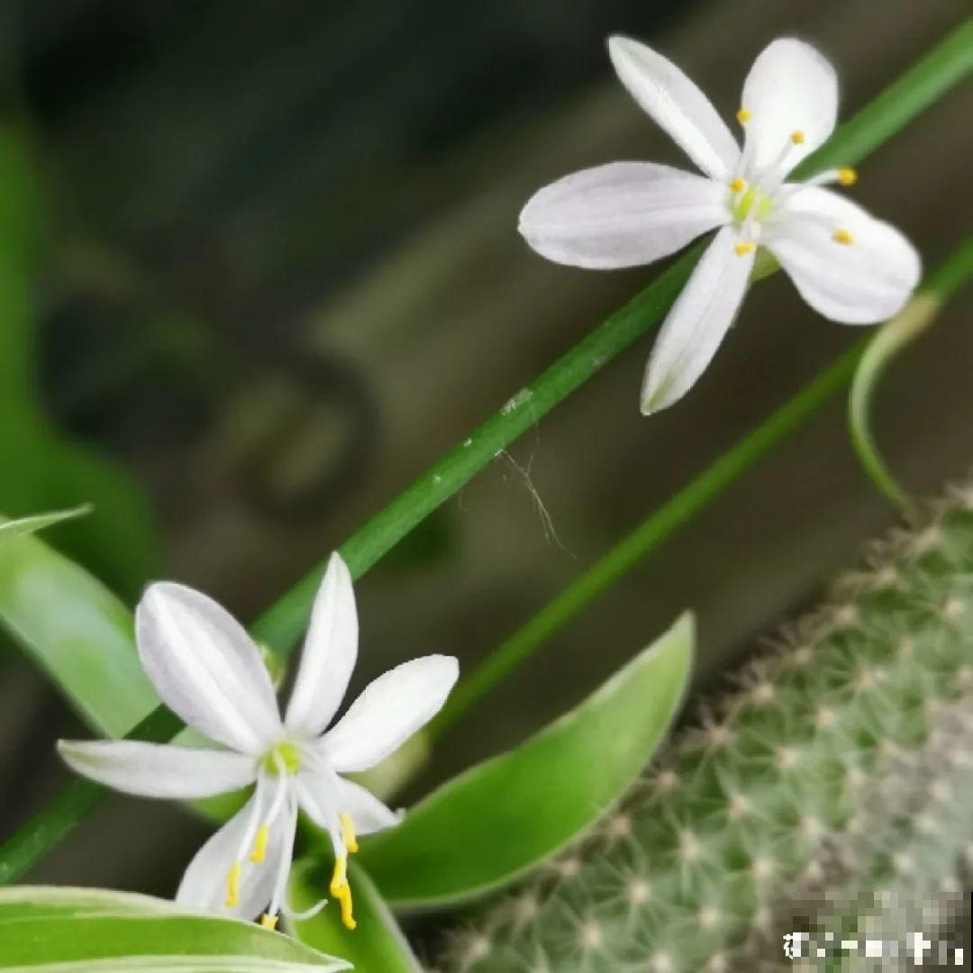 新房装修完，养盆“天然净化器”，净化空气身体棒