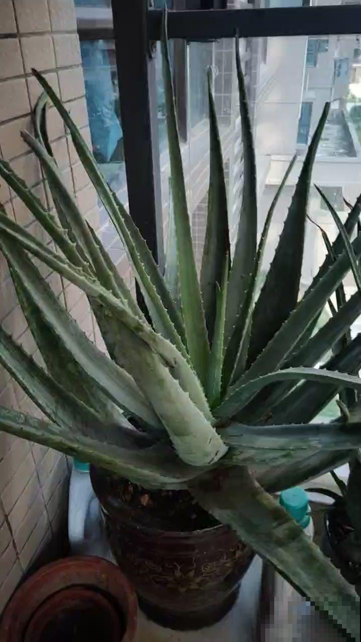 净化空气效果好的5种花，家里各个角落摆1盆，空气清新帮大忙