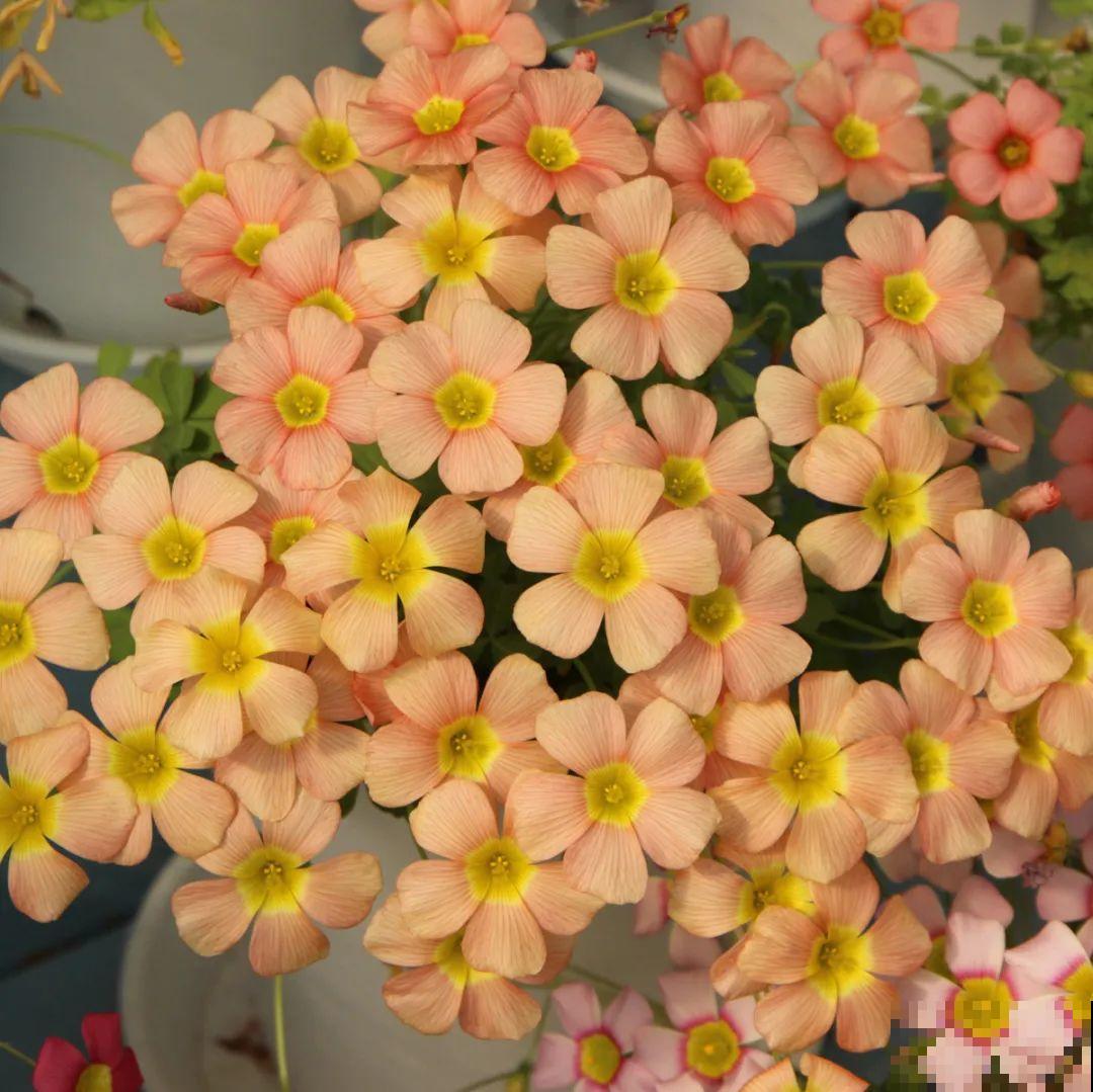 1种小草花名叫酢浆草，花量大，花期长，一盆还能变多盆