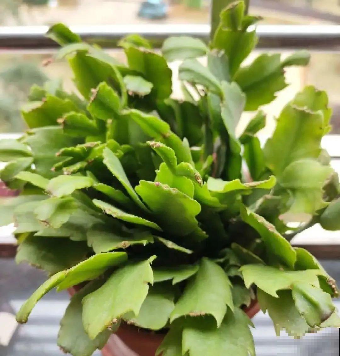 10种花得穷养，盆越小、水越少，越长得旺