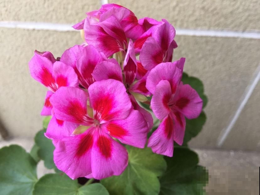 花10块钱就能买到的草花，开花爆不停，真是赚翻了