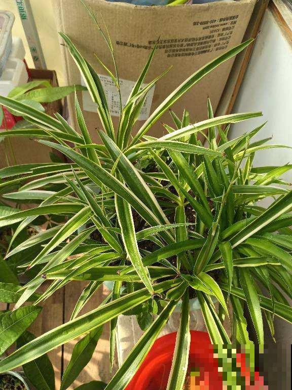 臭鸡蛋养花效果好，聪明人都学会了，省下一笔肥料钱