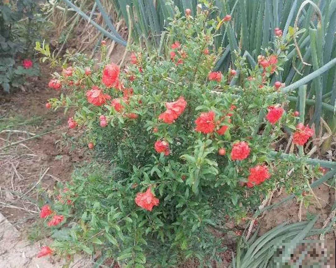 家里养盆“招财花”，一年四季开红花结红果，“招财旺运”又红火