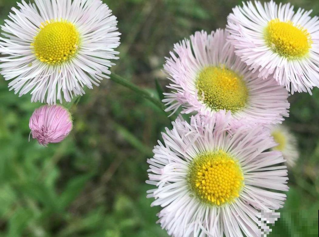 5种入侵植物,看到就赶紧拔掉,留着就是大祸害 5种入侵植物,看到就赶紧拔掉,留着就是大祸害