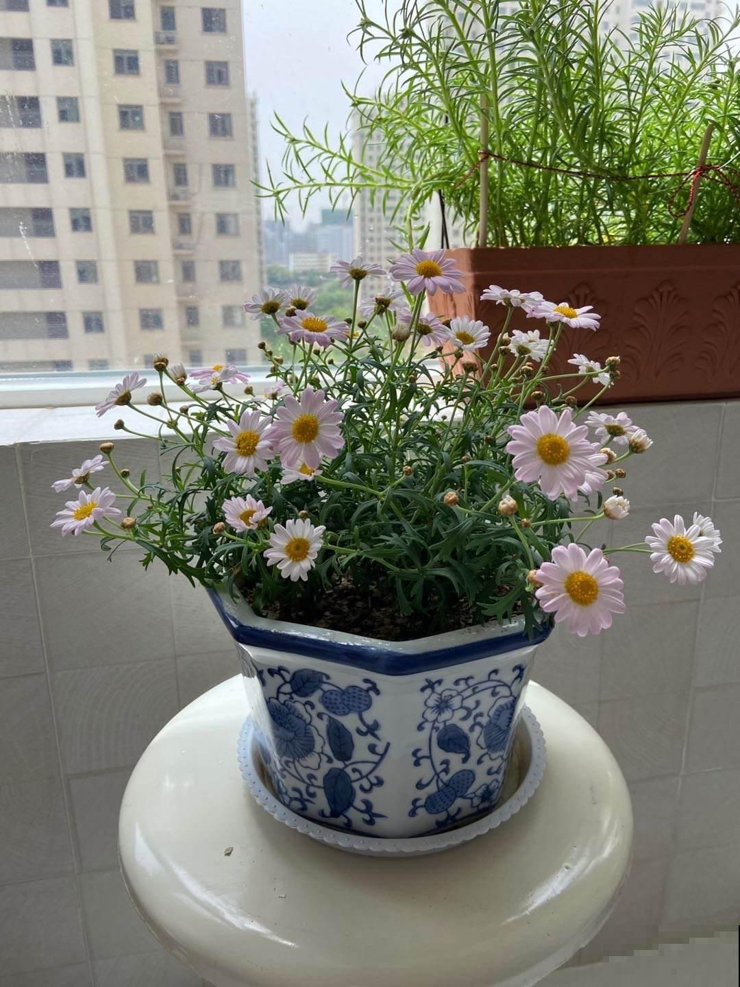 自己种的小雏菊，蔫得像野菜，原来是没注意4要点