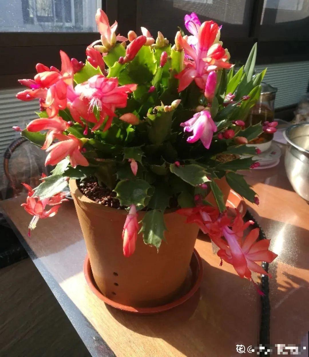 7种花养在家,可爱又个性,开花像小动物 7种花养在家,可爱又个性,开花像小动物