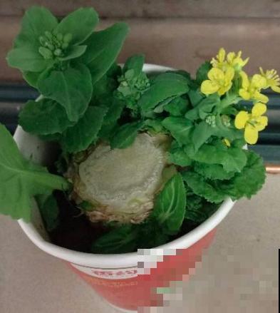 蔬菜头砍了别丢,好好养护,10天就能看到开花 蔬菜头砍了别丢,好好养护,10天就能看到开花