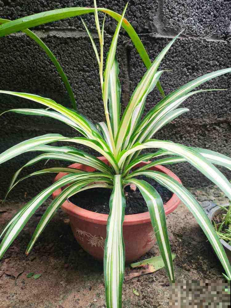 不会养花的人，一定要拿吊兰练手，生命力强颜值还高