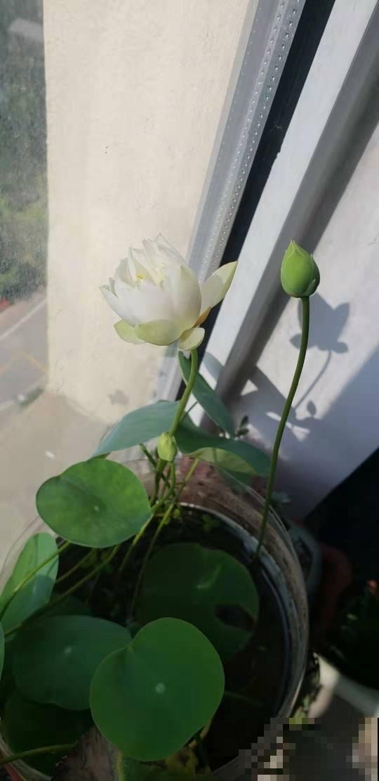 1种荷花能养在碗里,堪称莲花的微型版本,资深老花农都知道 1种荷花能养在碗里,堪称莲花的微型版本,资深老花农都知道