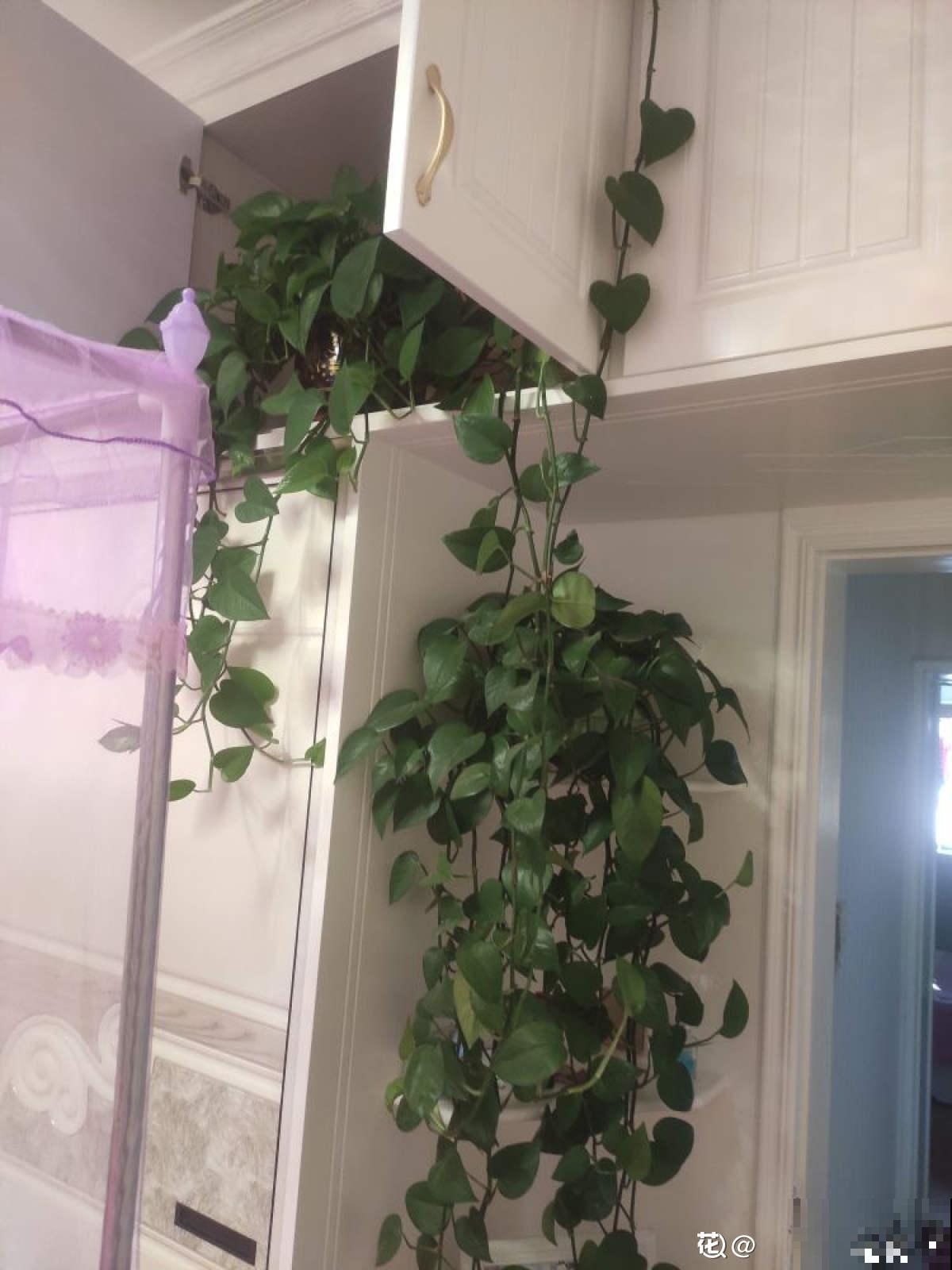 绿萝太“晦气”，老人清理掉，却被儿子吼了一顿，究竟谁错了