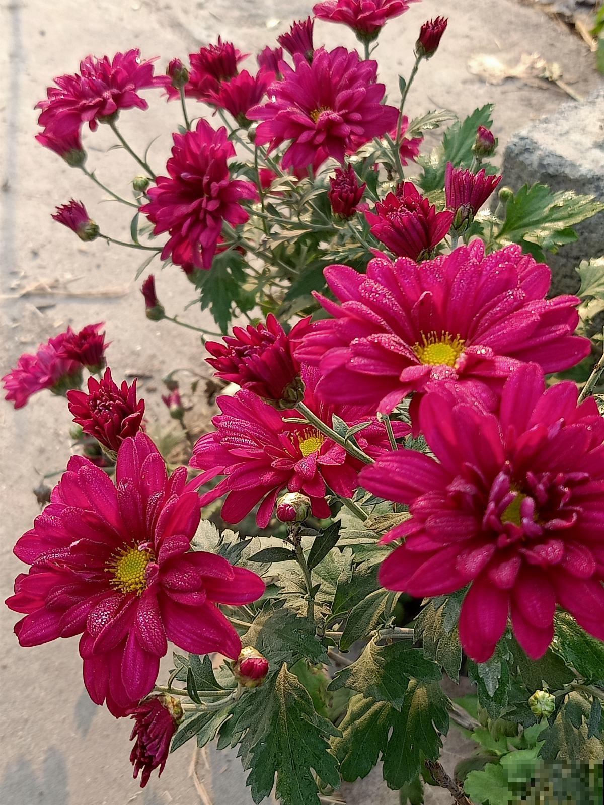 老公说我养花不顾家，整天拿孩子说事，吵架真的吵累了