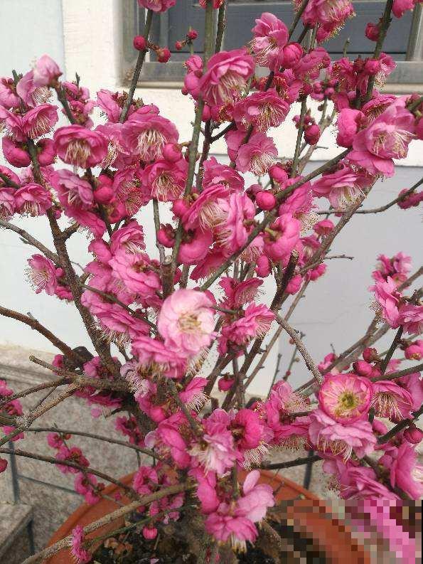 花卉中的“耐寒高手”，零下15度也能开花，东北地区也能养