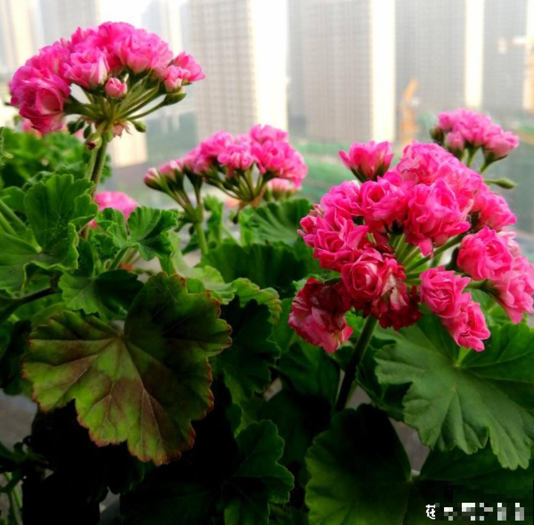 适合秋天养的12种花,耐阴又耐寒,秋冬长得更精神 适合秋天养的12种花,耐阴又耐寒,秋冬长得更精神