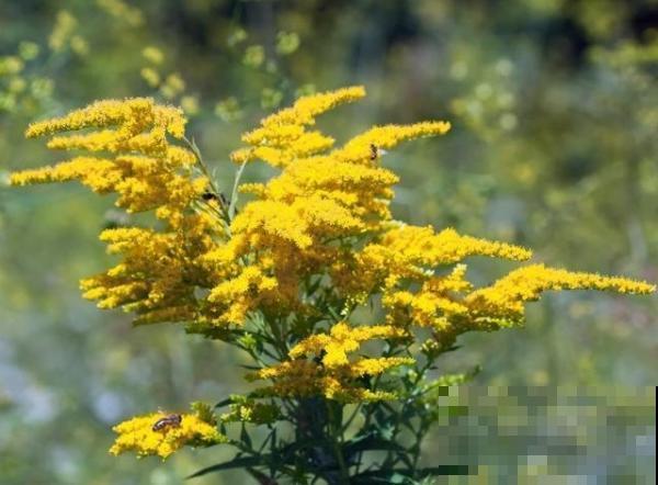 “恶魔之花”入侵，妥妥的生态杀手，看到一定要警惕