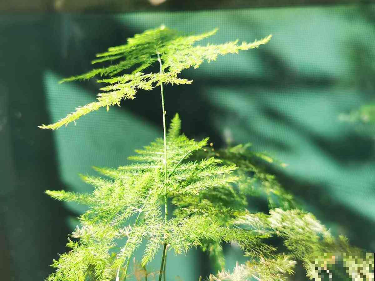 戳破3大谎言，让文竹“起死回生”，不信你试试