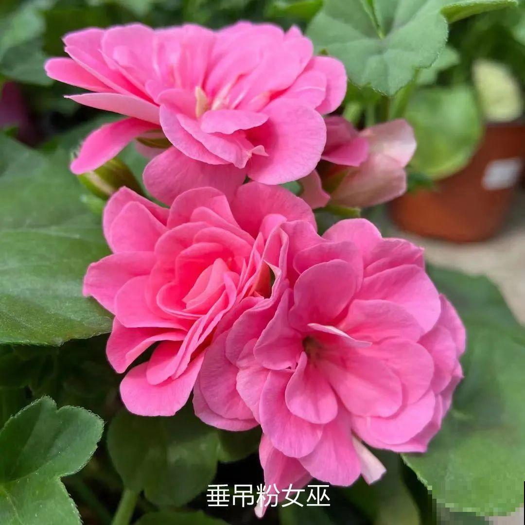 开花超美的“垂吊花”,花朵肥美硕大花期长,美成一面小花墙 开花超美的“垂吊花”,花朵肥美硕大花期长,美成一面小花墙