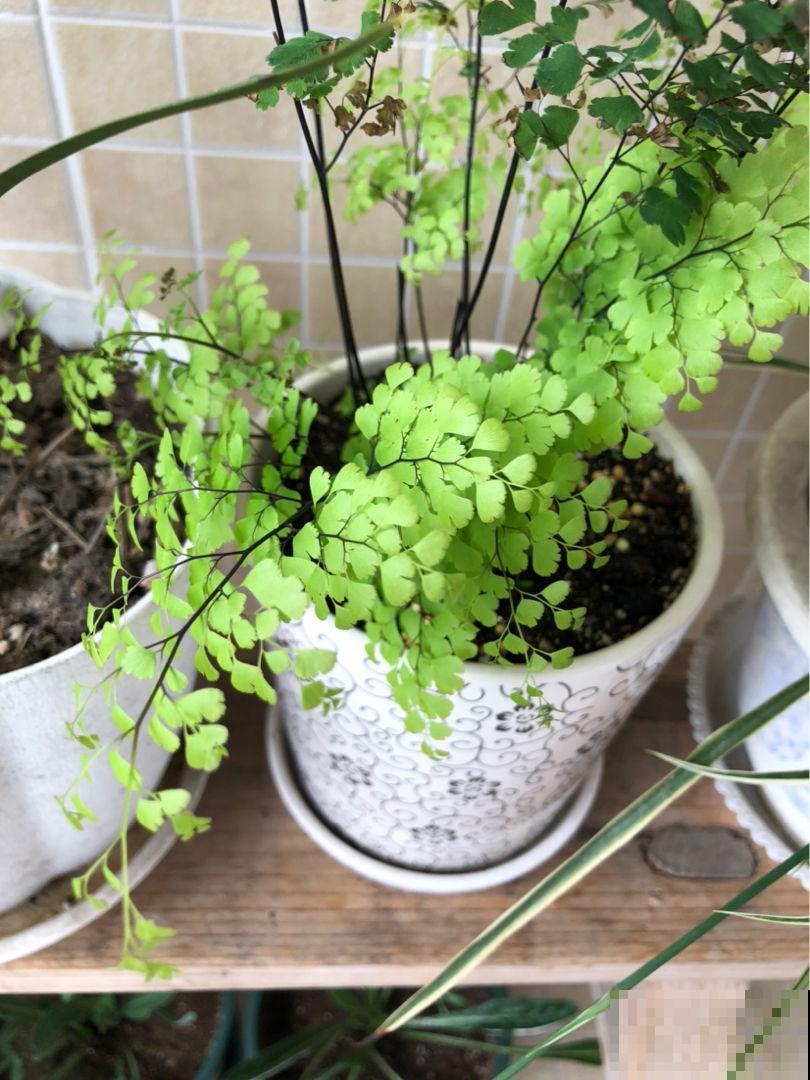 4种花，养在卫生间很合适，耐阴也省心