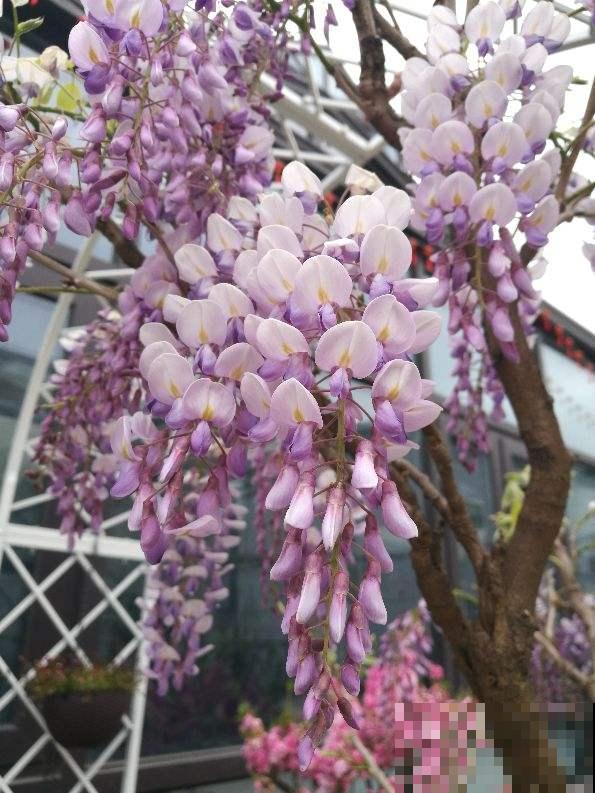 家里不缺钱的,可以种一棵传家宝“紫藤”,寓意家宅平安 家里不缺钱的,可以种一棵传家宝“紫藤”,寓意家宅平安