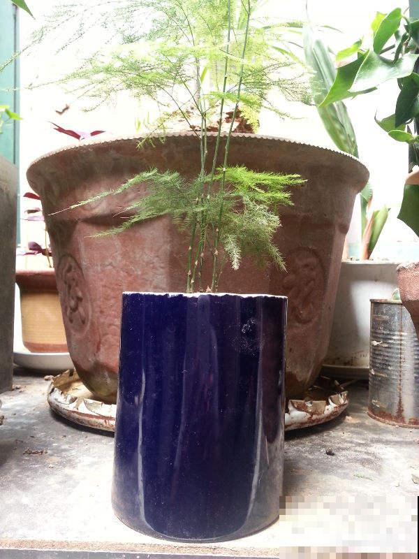 瓷盆养花越养越瞎，养花选盆别用瓷盆，花都养死了