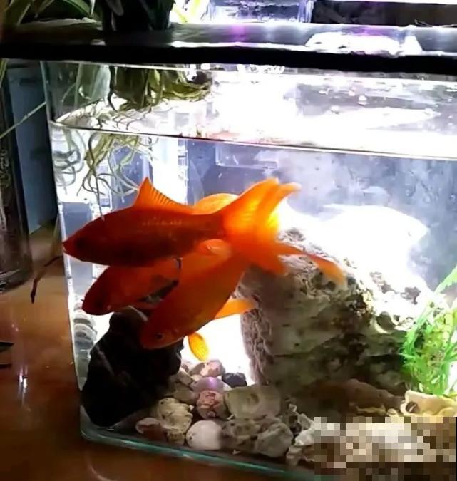 秋天给花补点“猛肥”,嫩芽一茬接一茬,花苞呼呼冒 秋天给花补点“猛肥”,嫩芽一茬接一茬,花苞呼呼冒