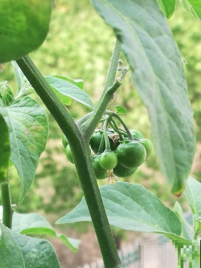充满家乡味的8种野菜,每次回老家,老妈都端一盆上桌蘸酱 充满家乡味的8种野菜,每次回老家,老妈都端一盆上桌蘸酱
