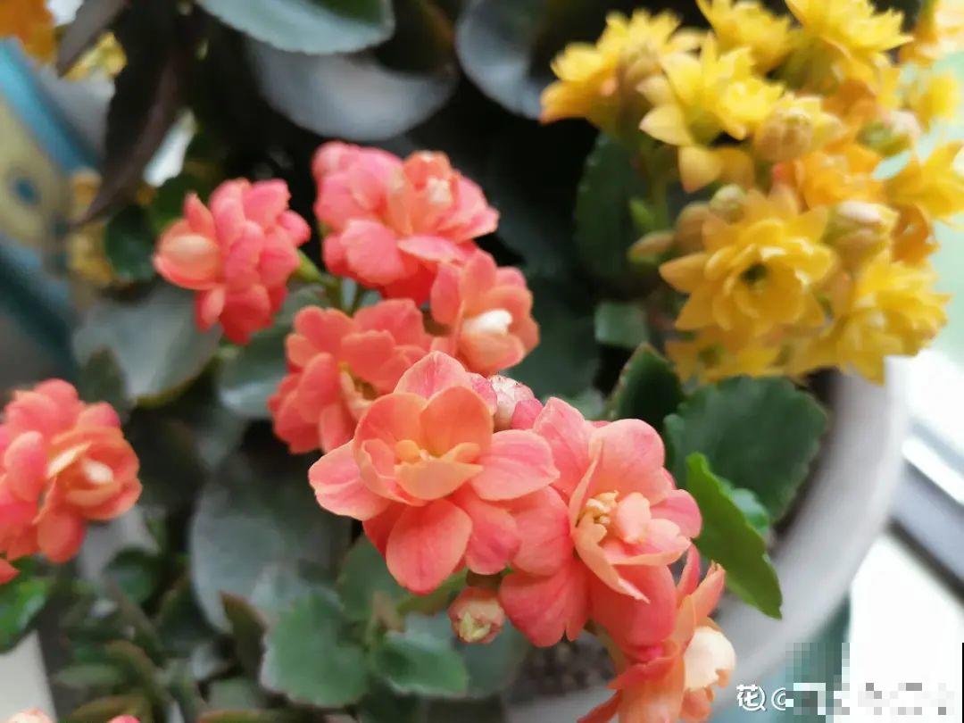 现在扦插8种花，生根快长得旺，冬春季节就开花