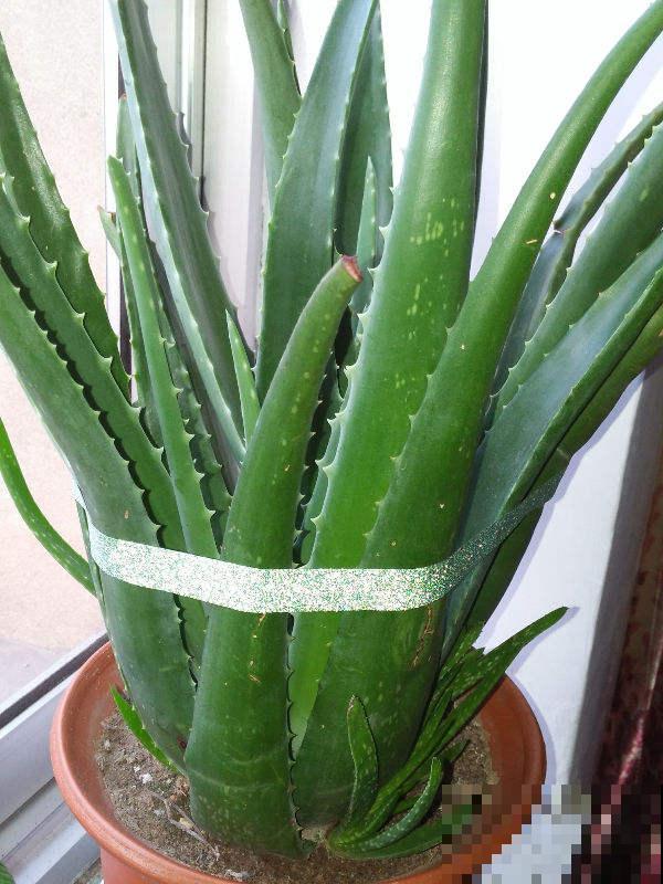 芦荟养护超简单，做好这5步，秒变又肥又壮小胖崽
