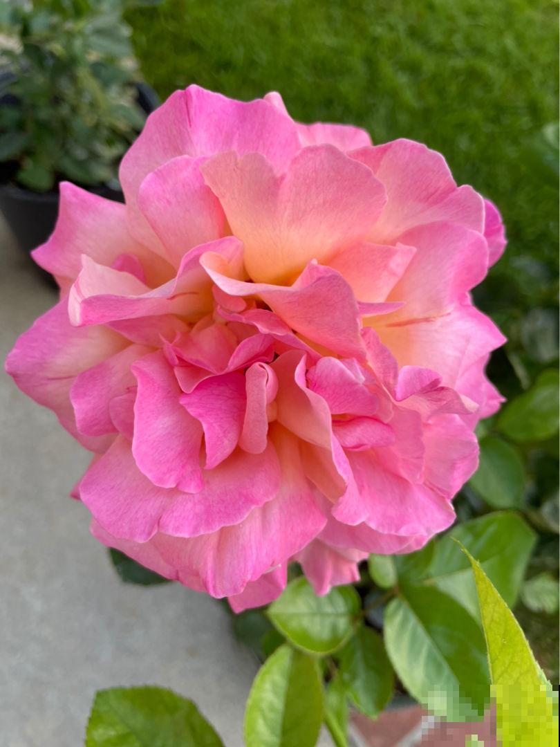 院子就是用来养花的，邻居竟然找物业投诉我，还讲不讲道理了