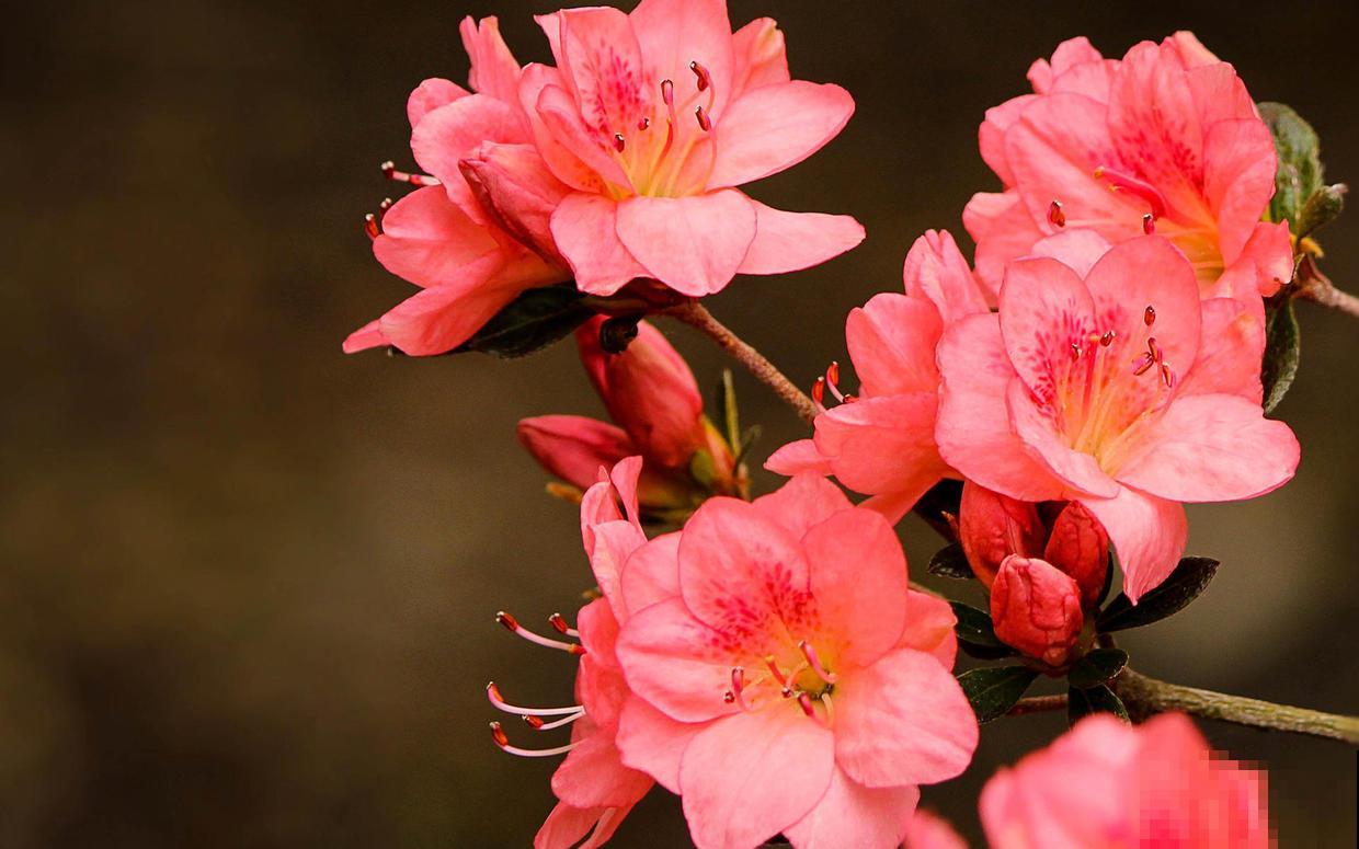 南方烂大街的4种植物，到了北方，一株都养不活