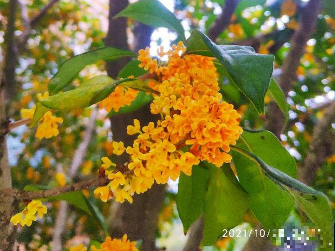 15年的君子兰，今天终于奇迹开花，开花技巧都给你！