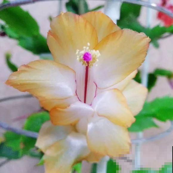 蟹爪兰软趴趴、掉花苞？它有“5怕”，避开后，叶片硬如铁！