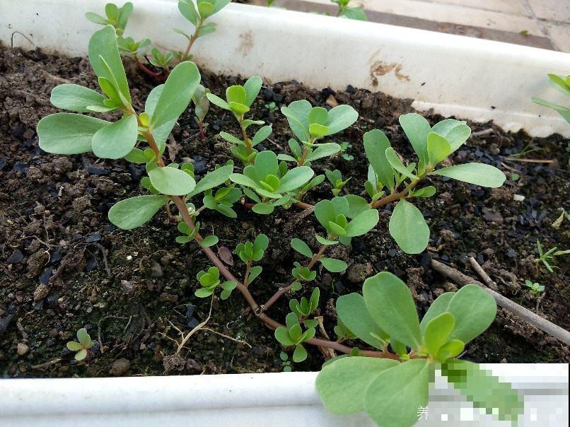 充满家乡味的8种野菜,每次回老家,老妈都端一盆上桌蘸酱 充满家乡味的8种野菜,每次回老家,老妈都端一盆上桌蘸酱