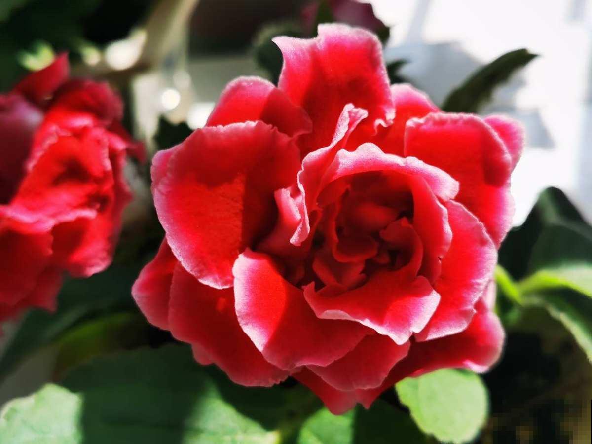 5种“好运花”，家里没光也能开花爆盆，适合养在客厅