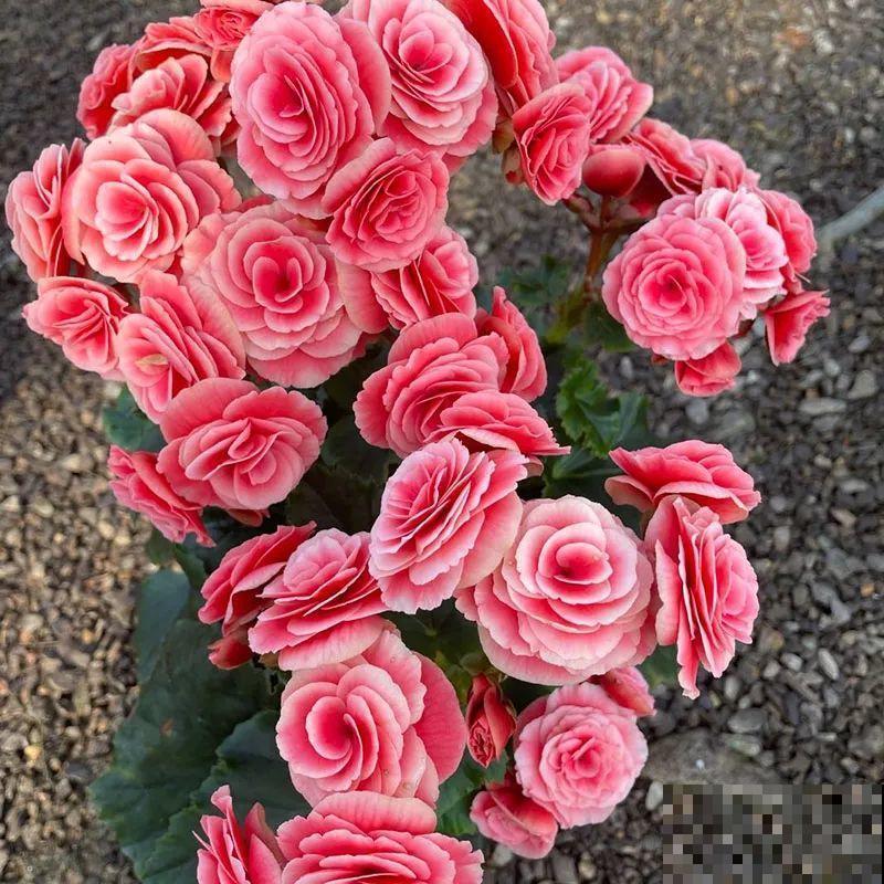 秋冬养盆丽格海棠,花朵像牡丹,有金玉满堂好兆头 秋冬养盆丽格海棠,花朵像牡丹,有金玉满堂好兆头