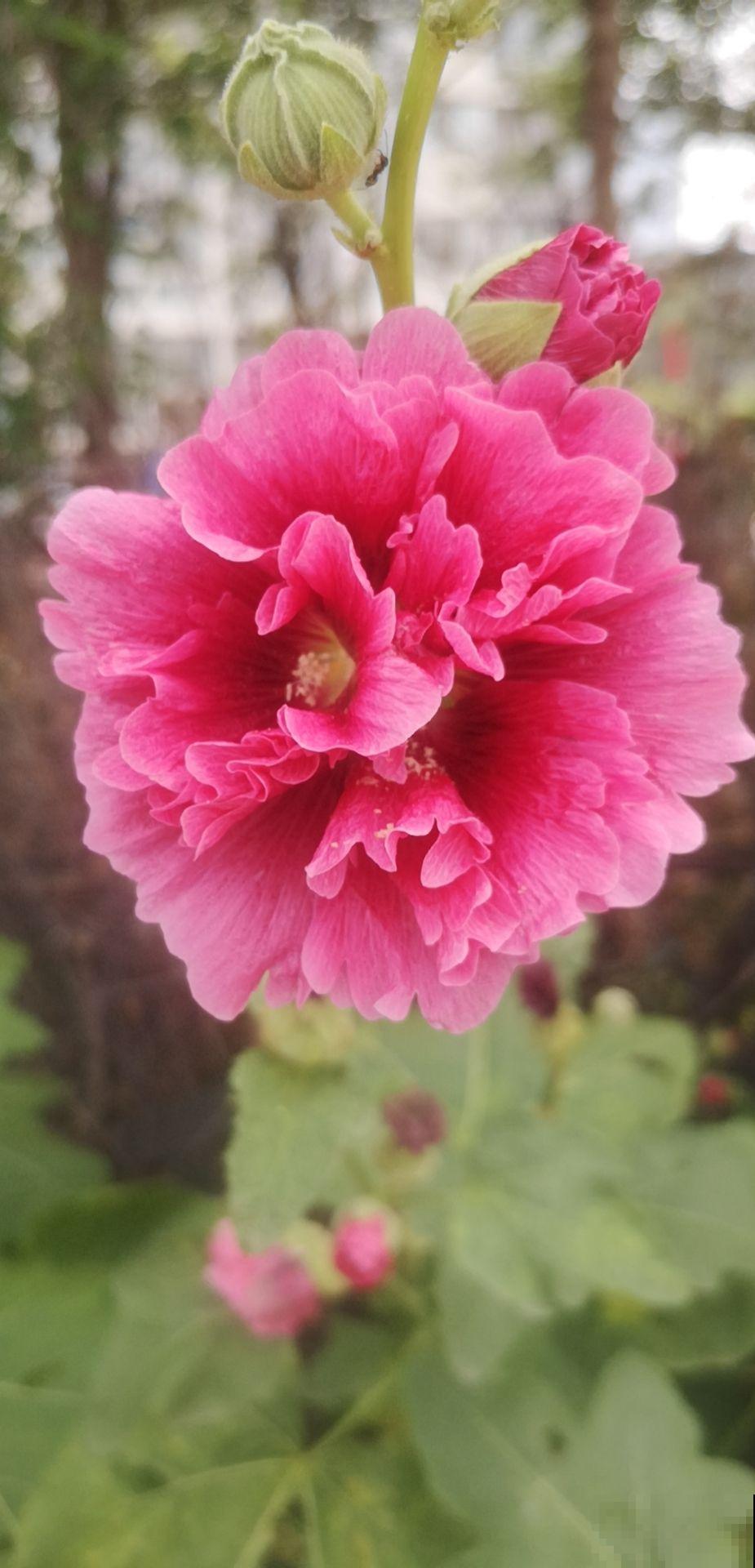 甄嬛传华妃口中的“一丈红”，其实就是蜀葵，开花艳丽多彩花期长