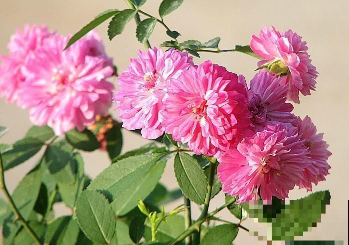 5种有“格调”的植物，养在家里有气质，一看就是有品位的人在养