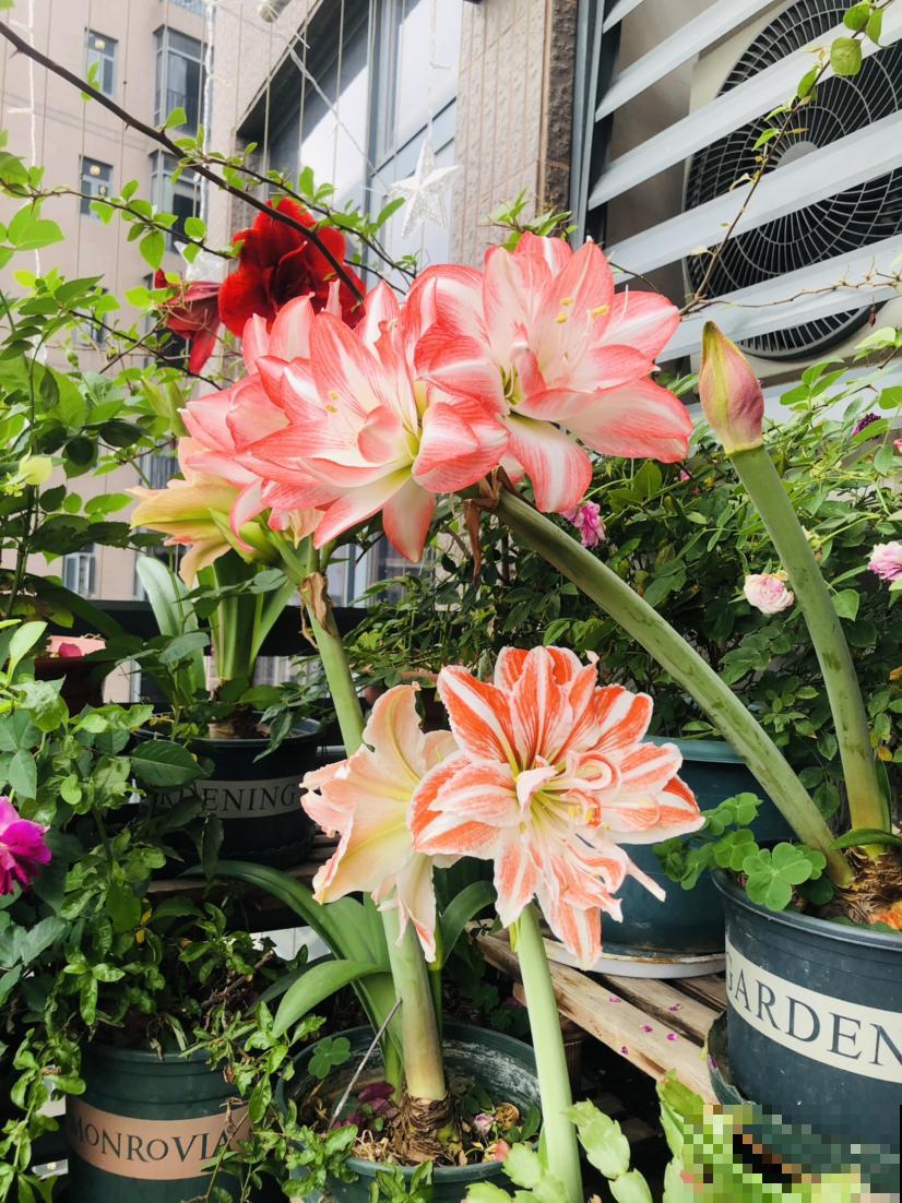 1种花名叫“朱顶红”，开花比碗口还大，中老年人养一次就上瘾