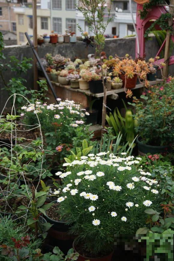 买个新房子种种花,到底选一楼小院,还是顶楼天台? 买个新房子种种花,到底选一楼小院,还是顶楼天台?