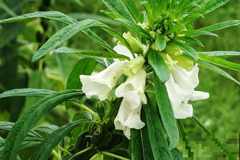 秋天常见的60种花，最全花卉图谱，收藏起来慢慢看