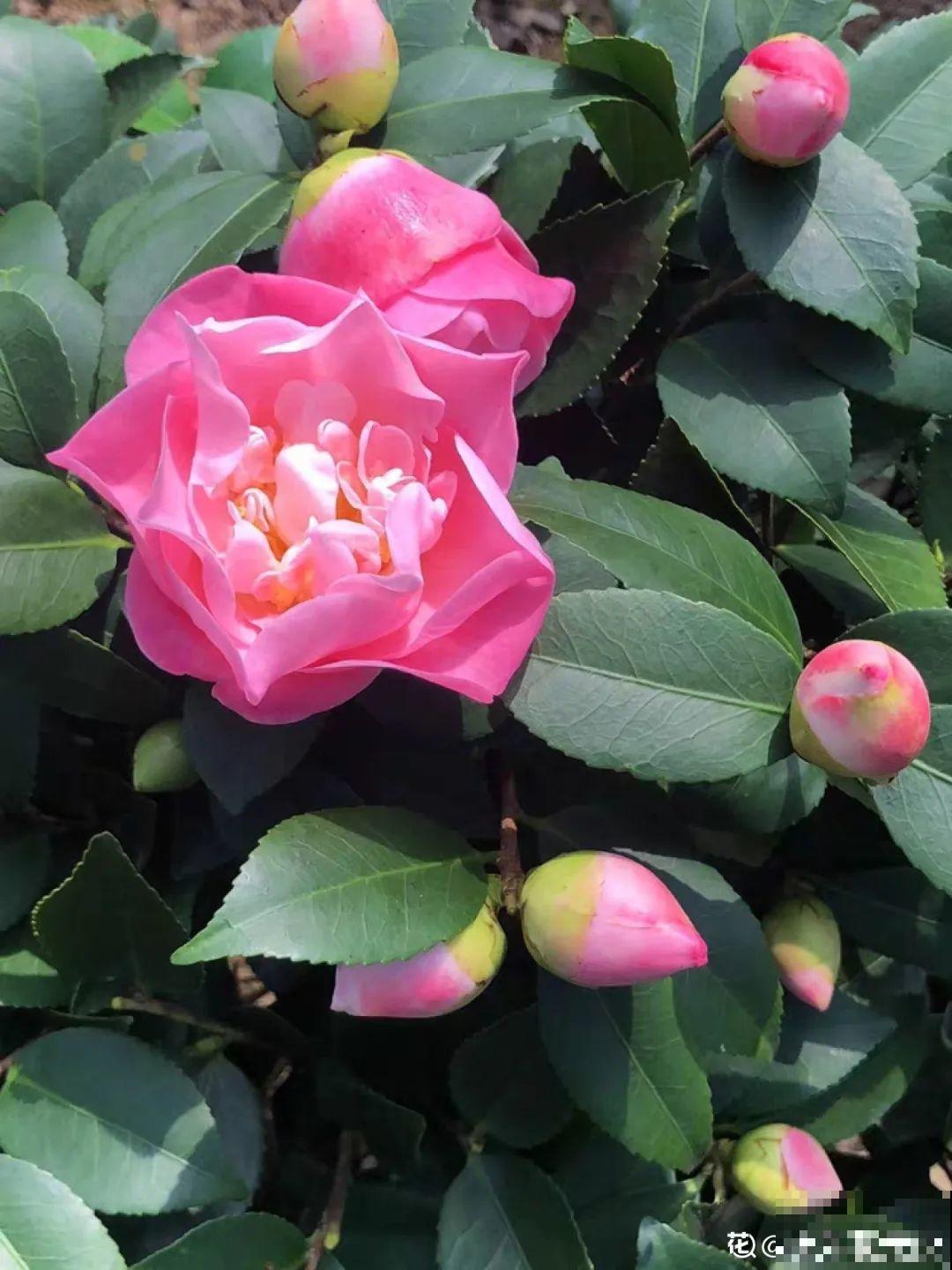 8种花养屋子里，满屋香味儿，雅致又唯美