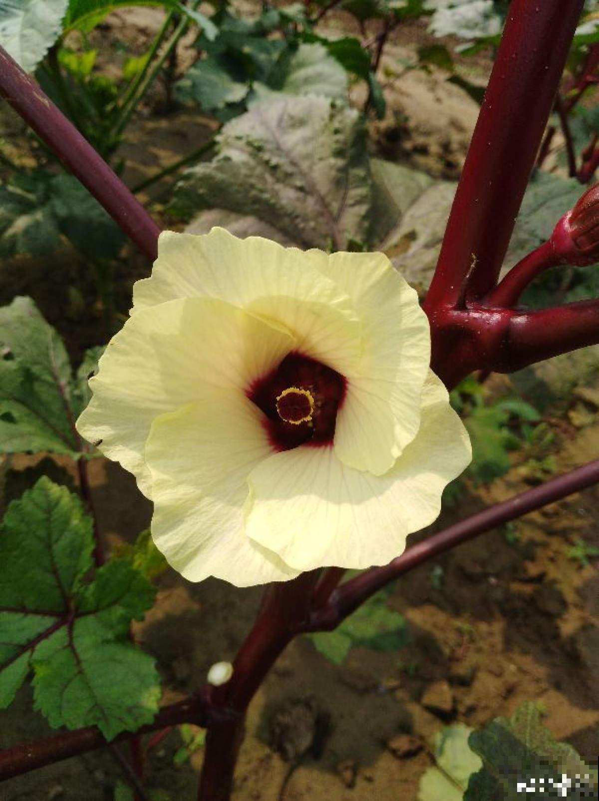 5种花,名字带“秋”,养护超简单 5种花,名字带“秋”,养护超简单