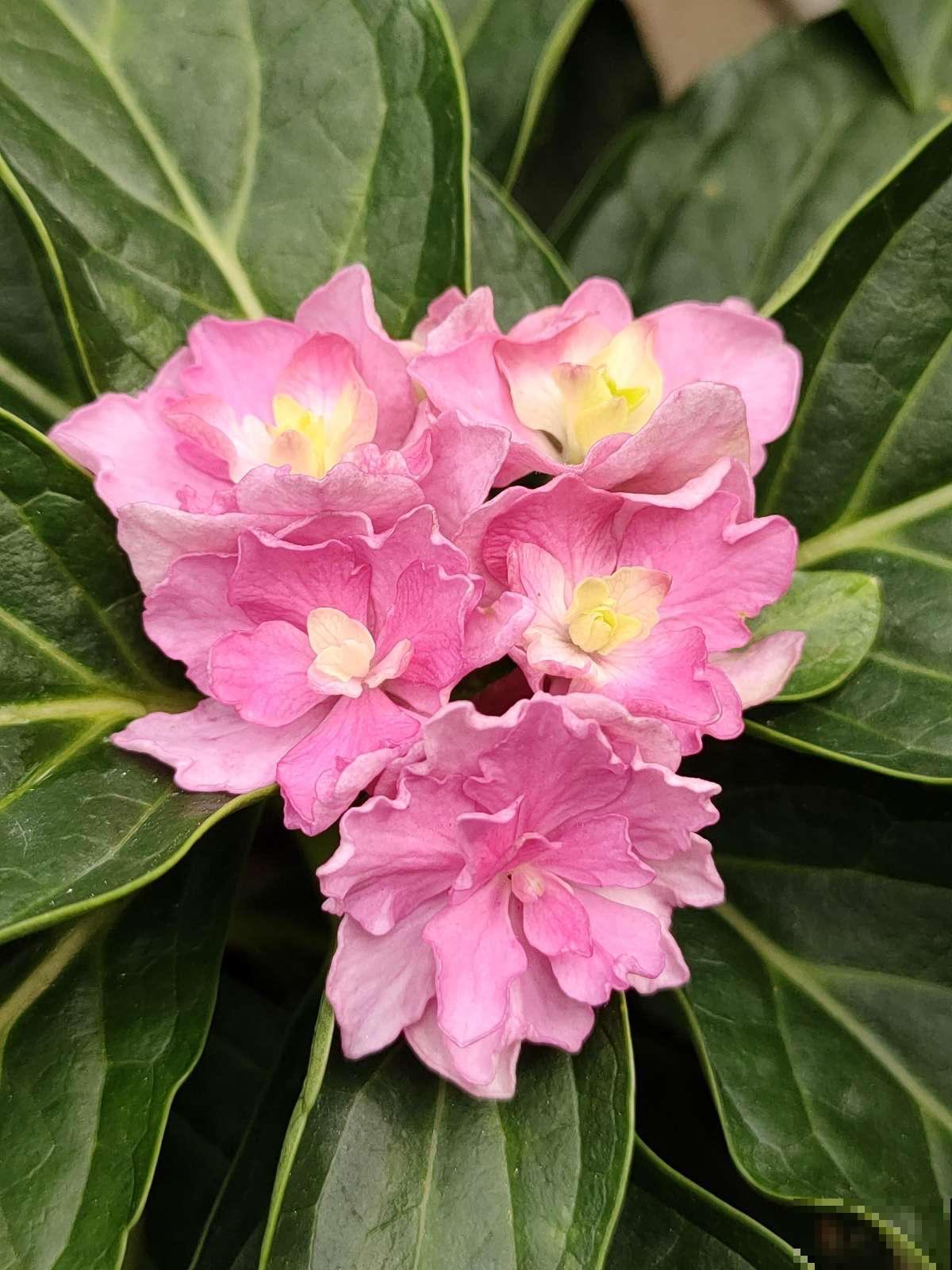 不同的酸碱度，养出的花卉也不同，千万别搞混