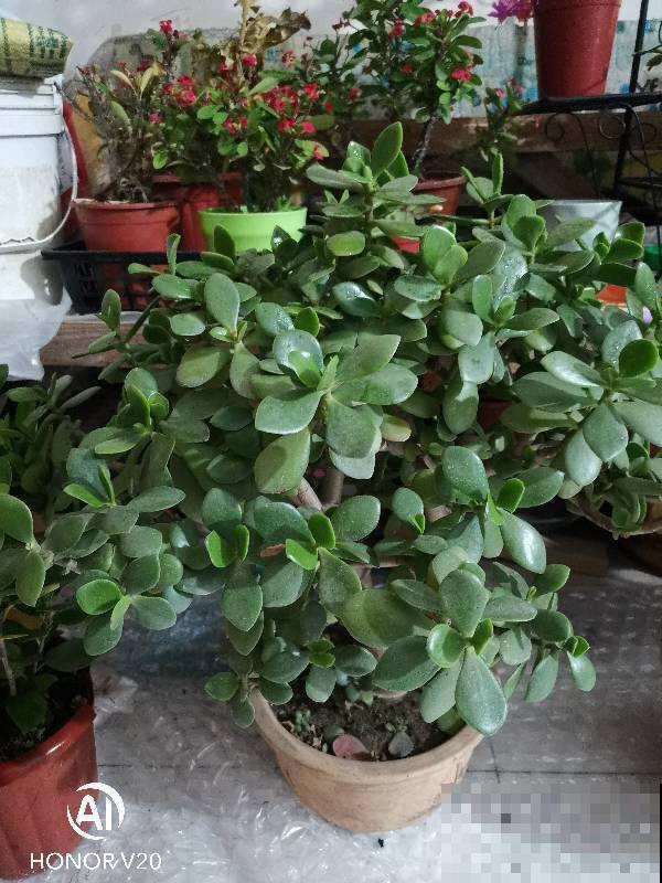 燕子掌护理关键点，别眼馋别人养的好，学会你也可以