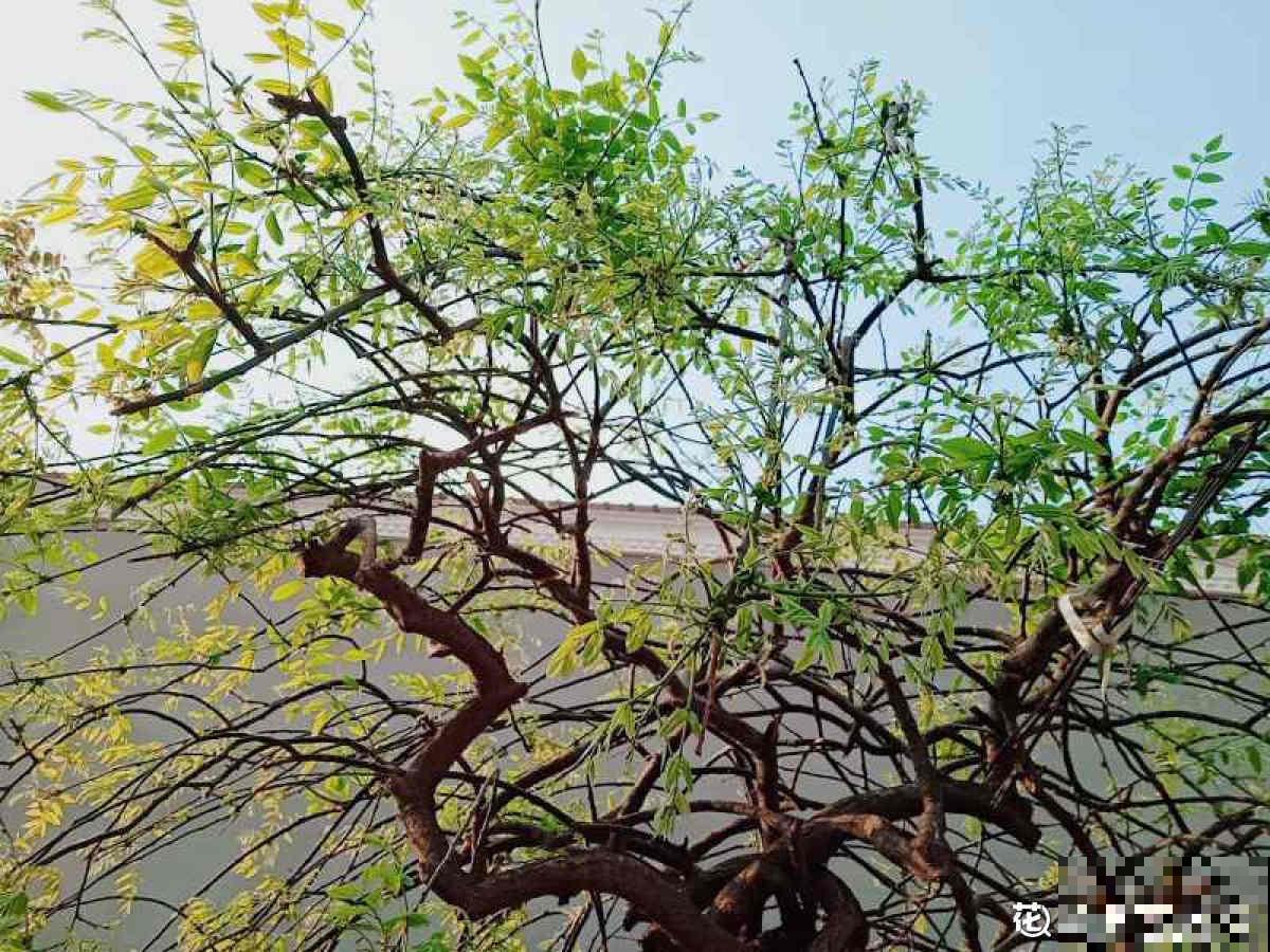 “金”秋九月，这8种植物叶子开始变黄，你知道为啥吗