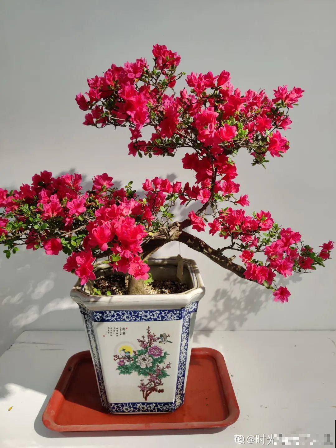 人养花，花也养人，家里养这10种花，越养越健康